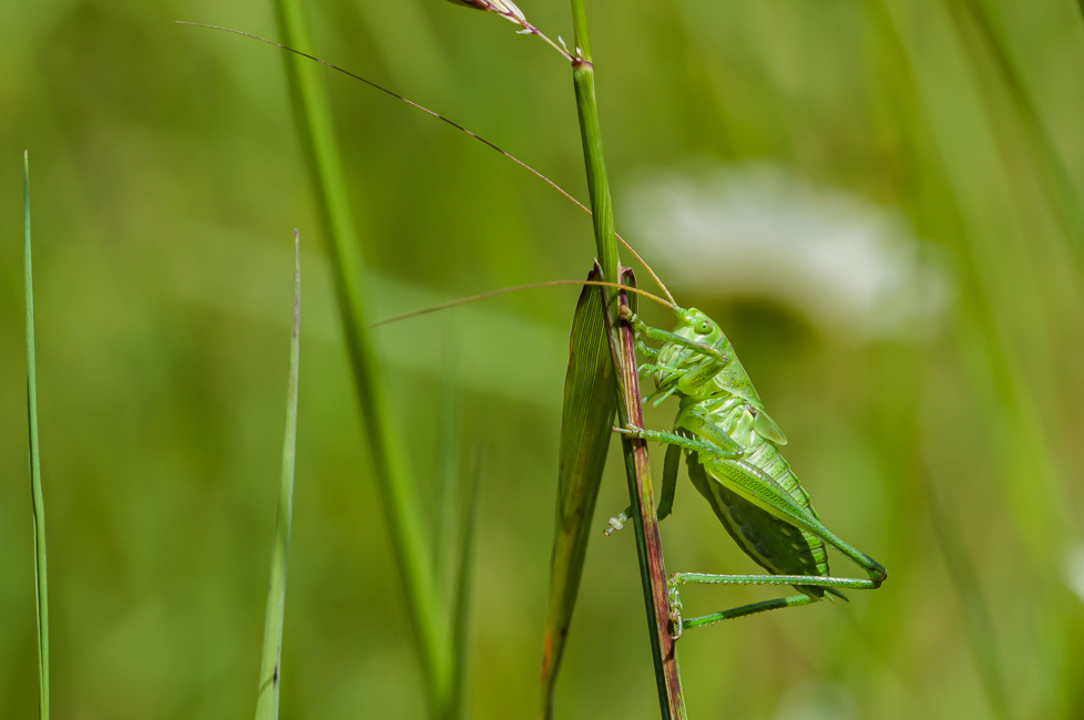 Tettigonia viridissima.jpg