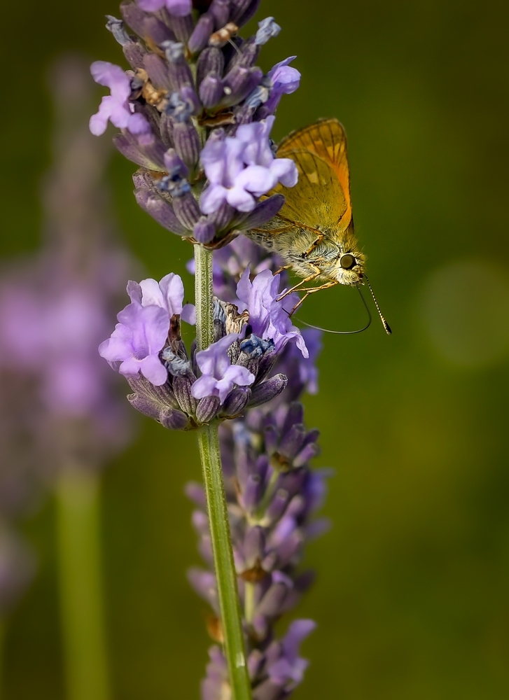 _DSC6168-1.jpg