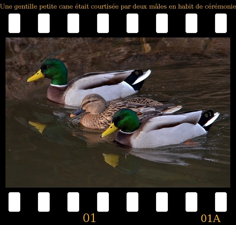 a2013_01_02_danse_des_canards_01.jpg