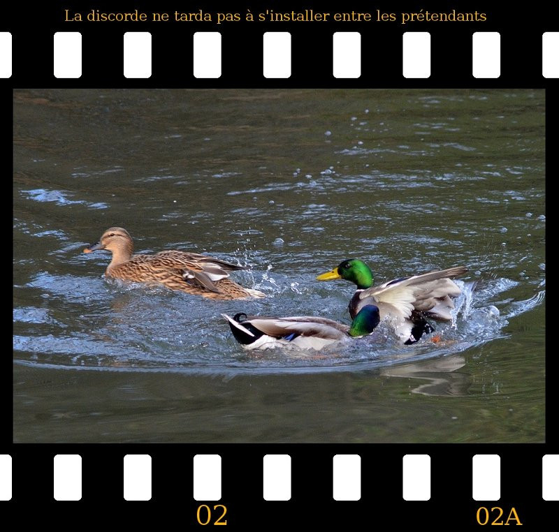 a2013_01_02_danse_des_canards_02.jpg