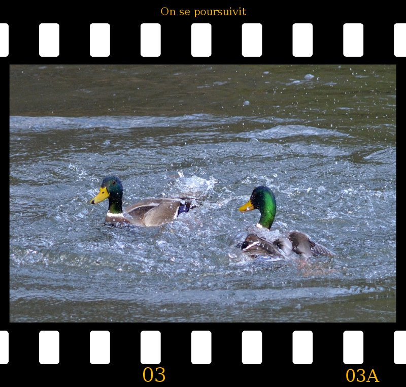 a2013_01_02_danse_des_canards_03.jpg