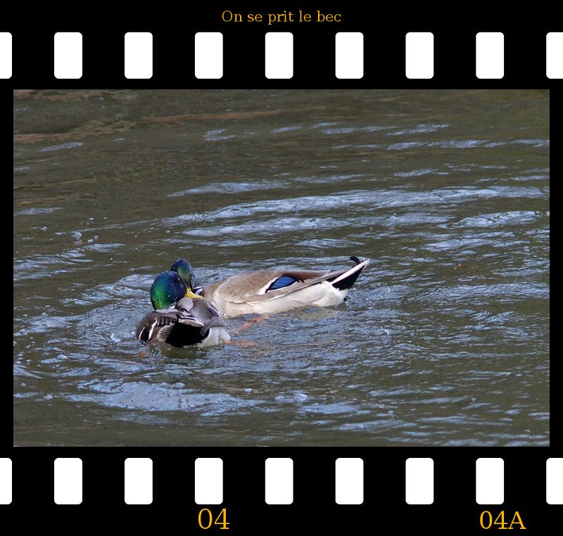 a2013_01_02_danse_des_canards_04.jpg