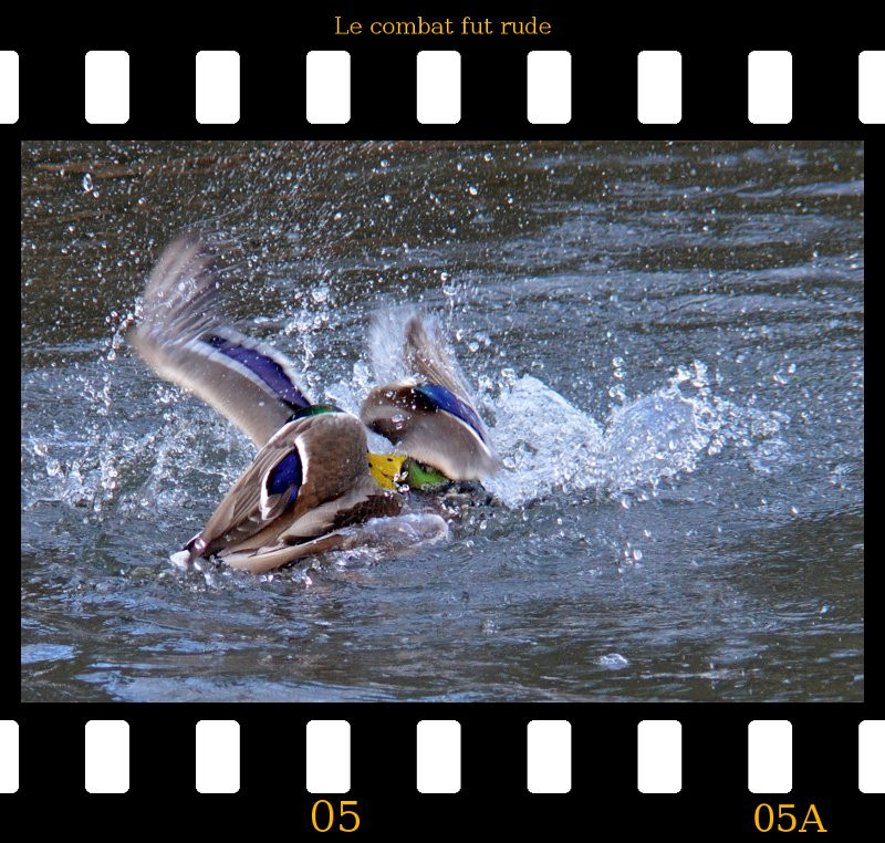 a2013_01_02_danse_des_canards_05.jpg
