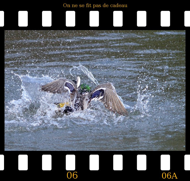 a2013_01_02_danse_des_canards_06.jpg