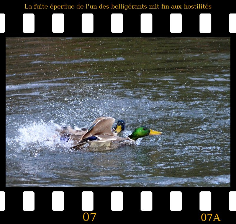 a2013_01_02_danse_des_canards_07.jpg