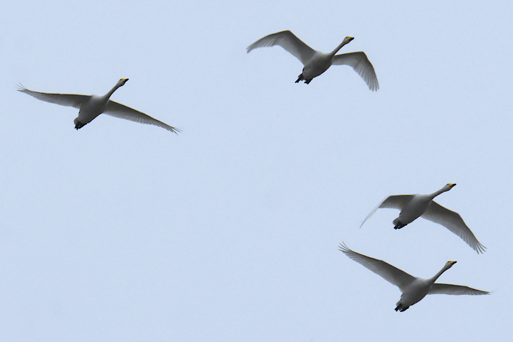 a2026_02_05_cygnes_sauvages_vol_crop_fp.jpg