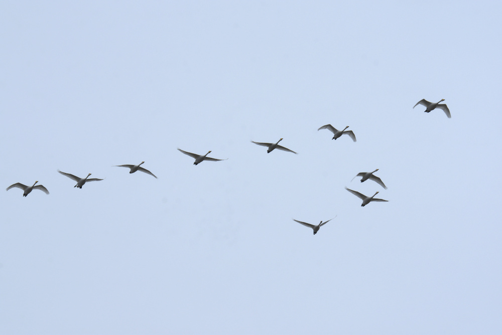 a2026_02_05_cygnes_sauvages_vol_fp.jpg