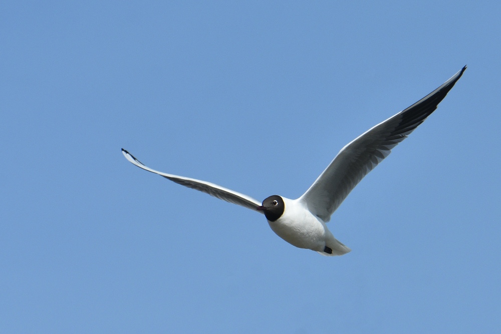a2026_03_11_mouette_melanocephale_en_vol_fp.jpg