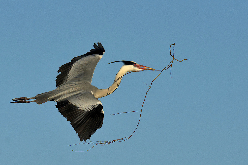 a2026_03_12_heron_batisseur_fp.jpg