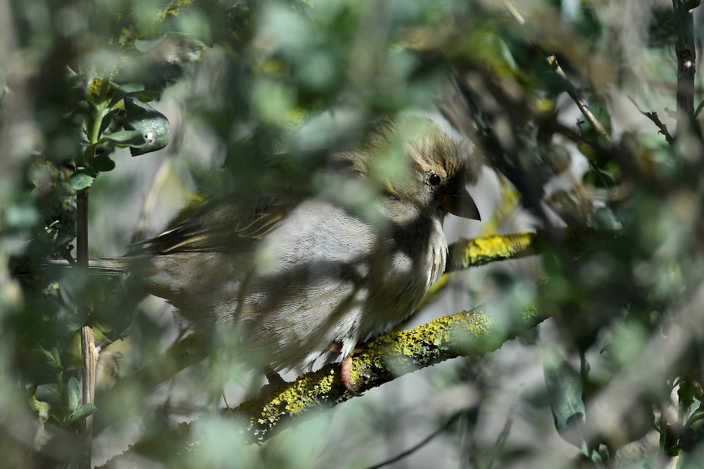 a2026_03_12_moineau_domestique_femelle_fp.jpg