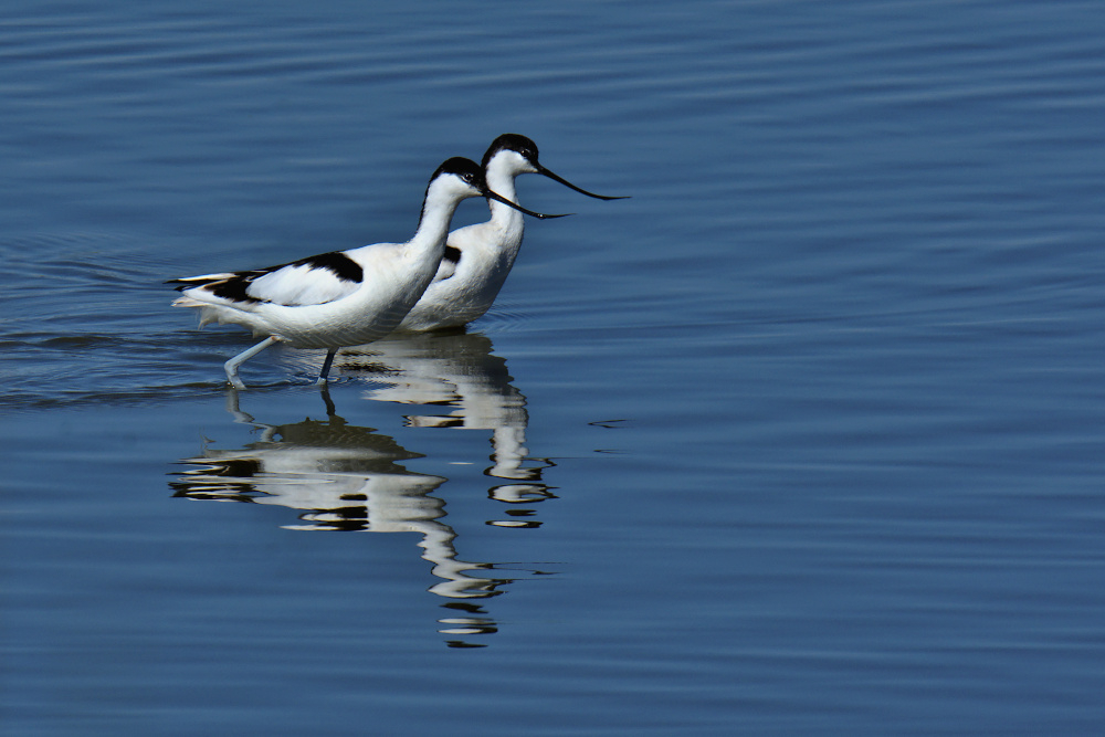 a2026_03_13_avocettes_couple_fp.Jpg