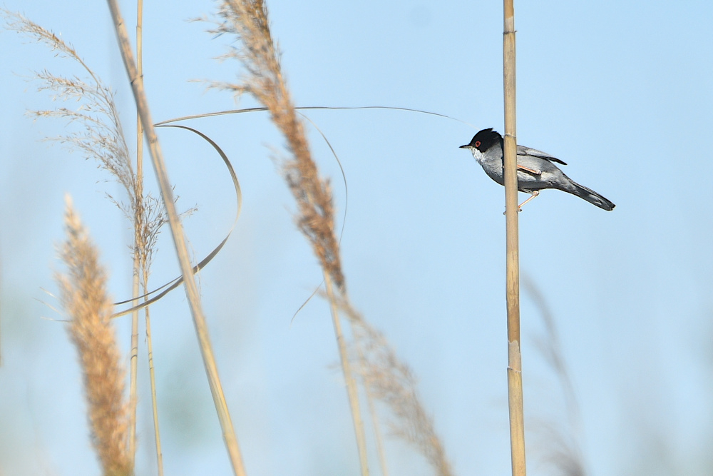 a2026_03_13_fauvette_melanocephale_fp.jpg