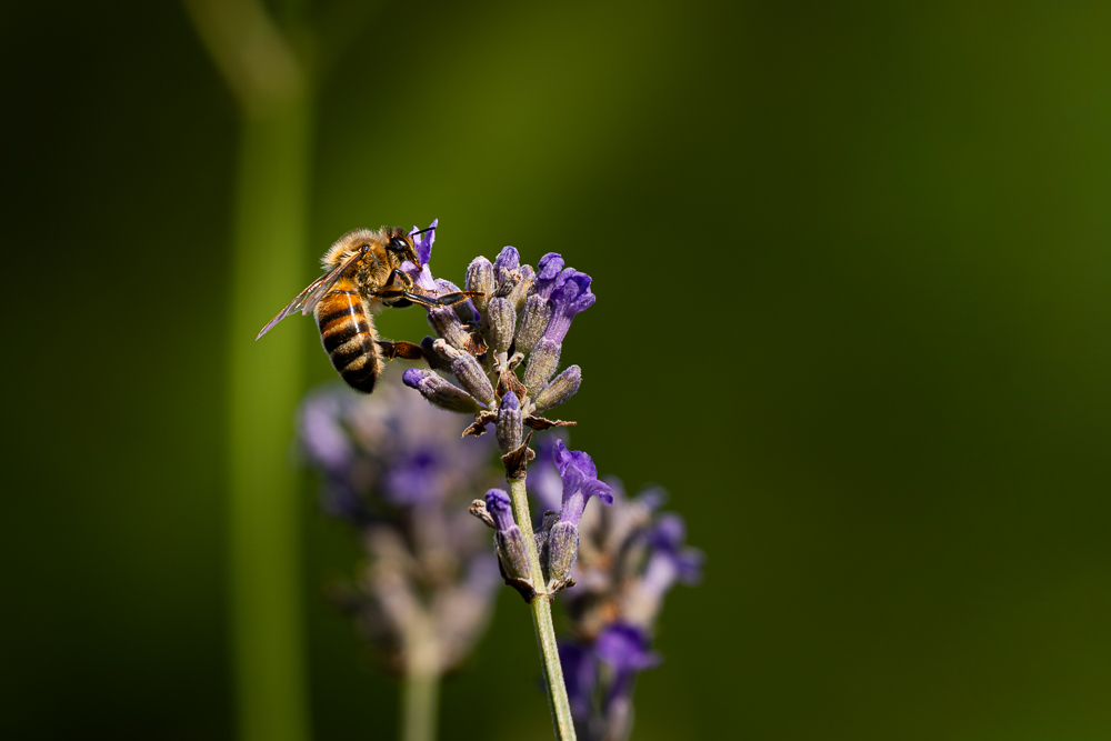 abeille-redim.jpg