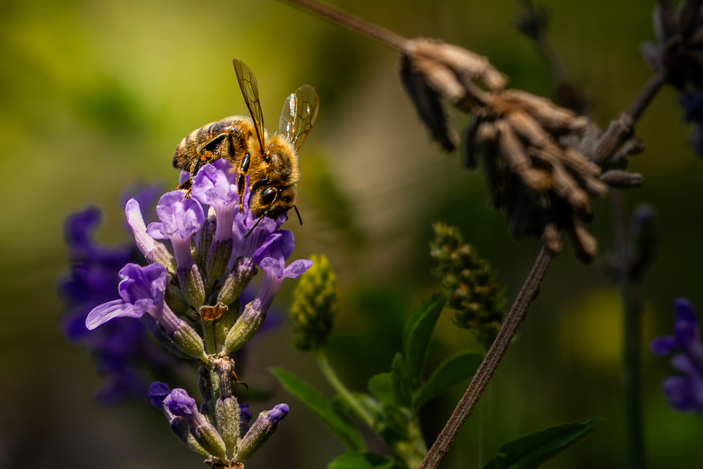 abeille 2-redim.jpg