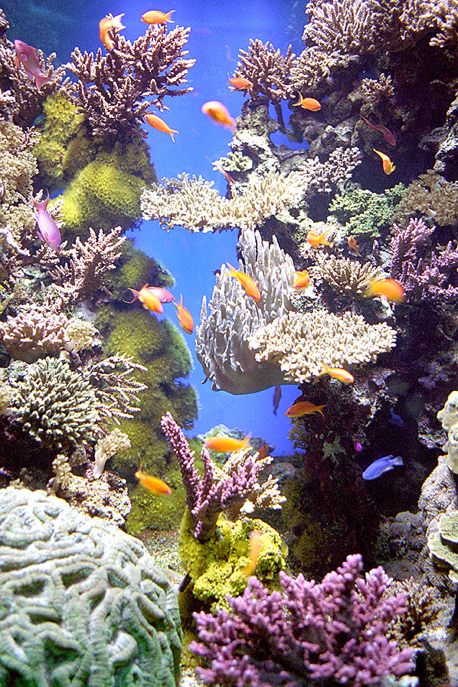 aquarium_(1000px).jpg