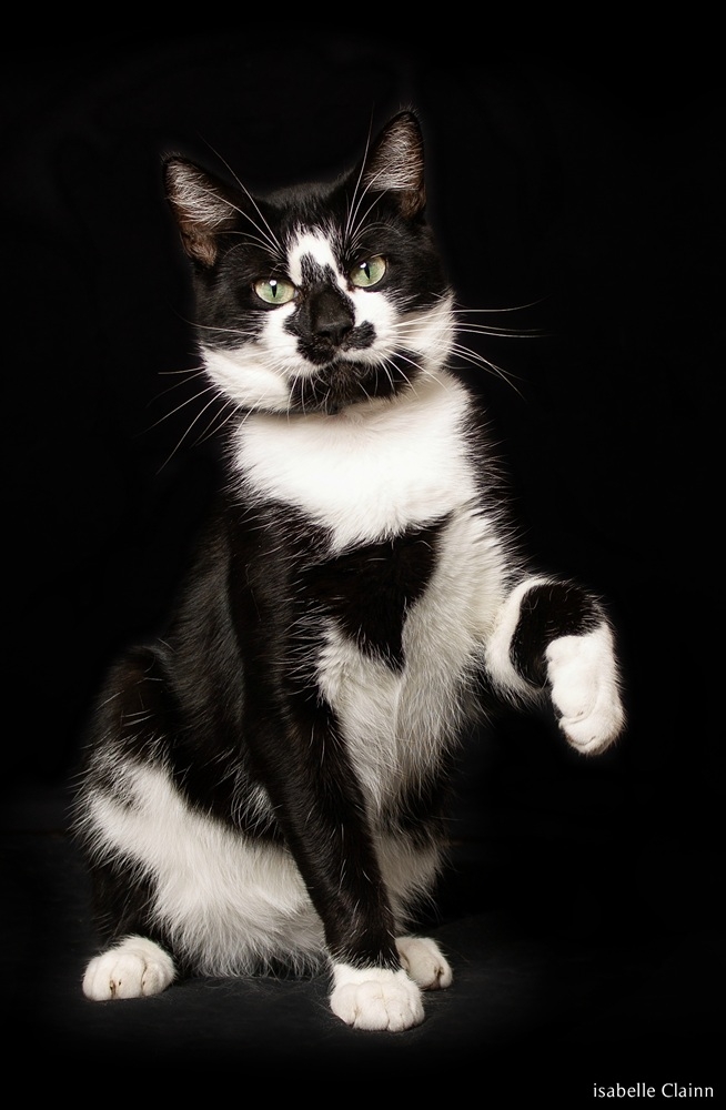 chat joue 13.jpg