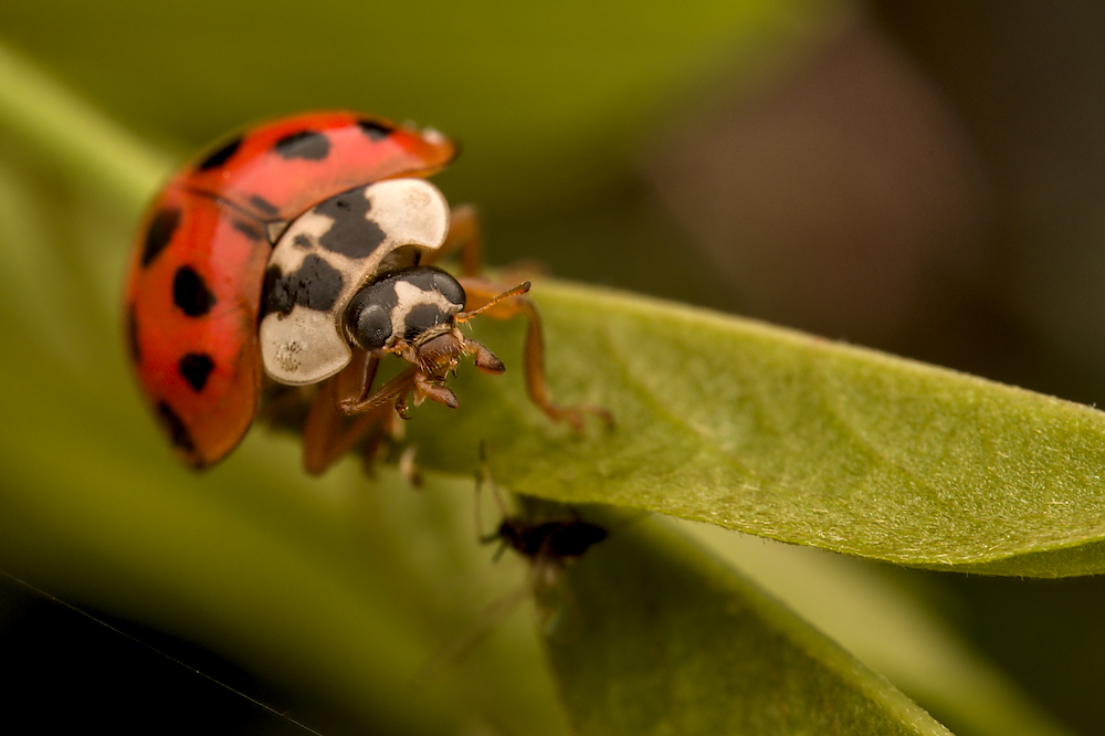 coccinelle1_12juin26_01.jpg