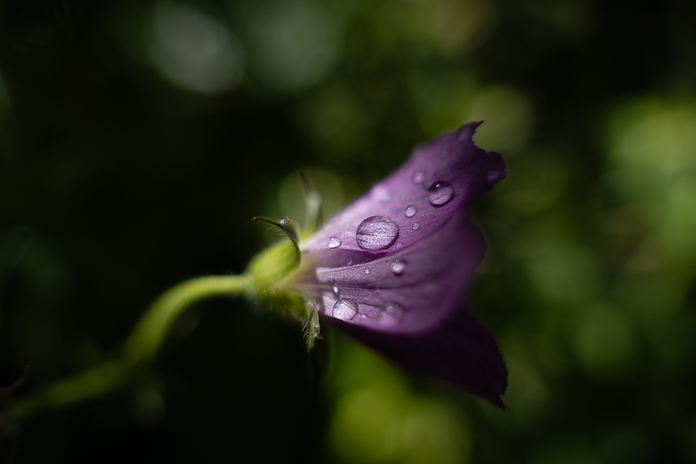 fleur (redim).jpg