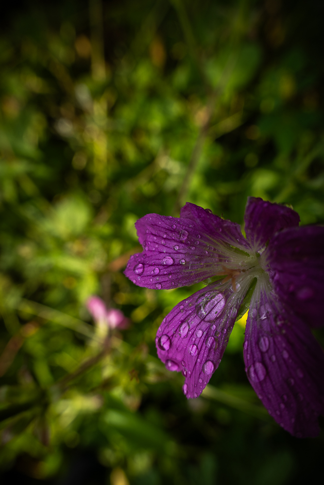 fleur bleu-2.jpg