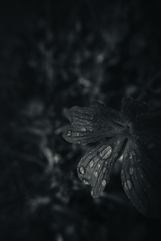 fleur bleu-2.jpg