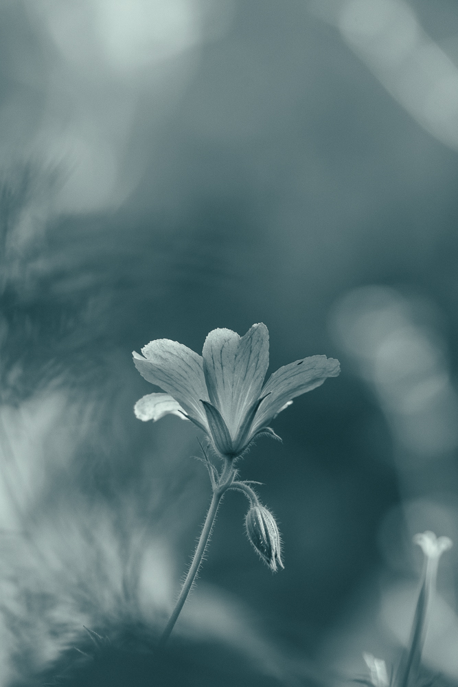 fleur bleu-4.jpg