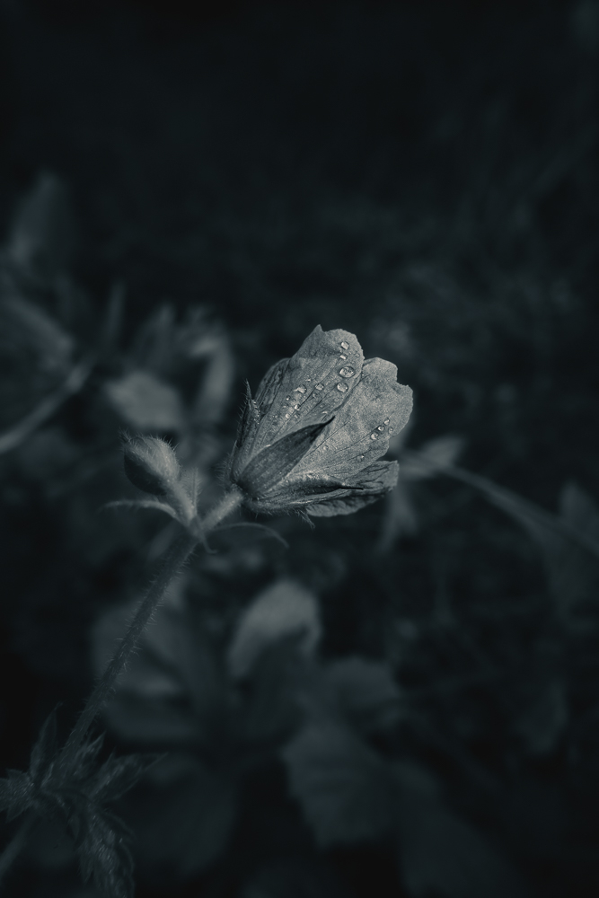 fleur bleu-6.jpg
