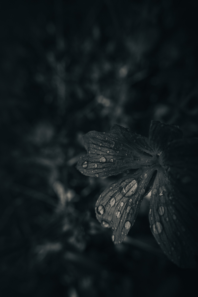 fleur bleu.jpg