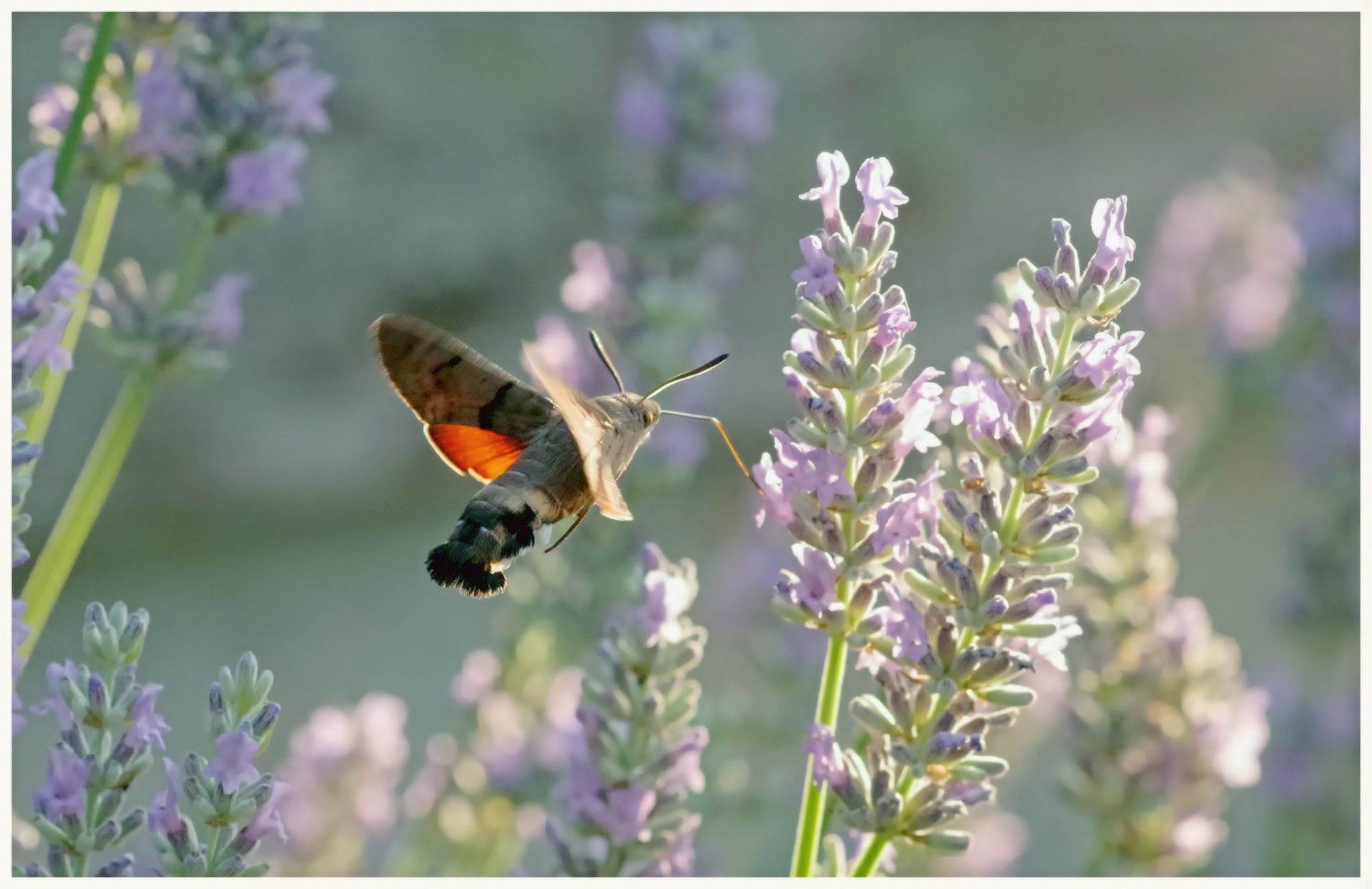 large.260626insectes(42)..jpg