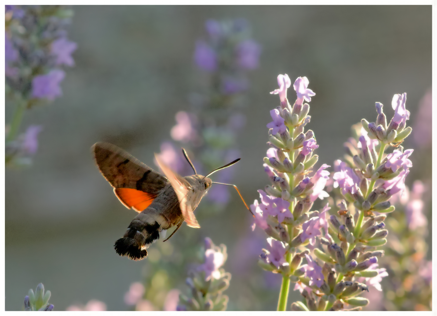 large.260626insectes(42)_DNG.jpg