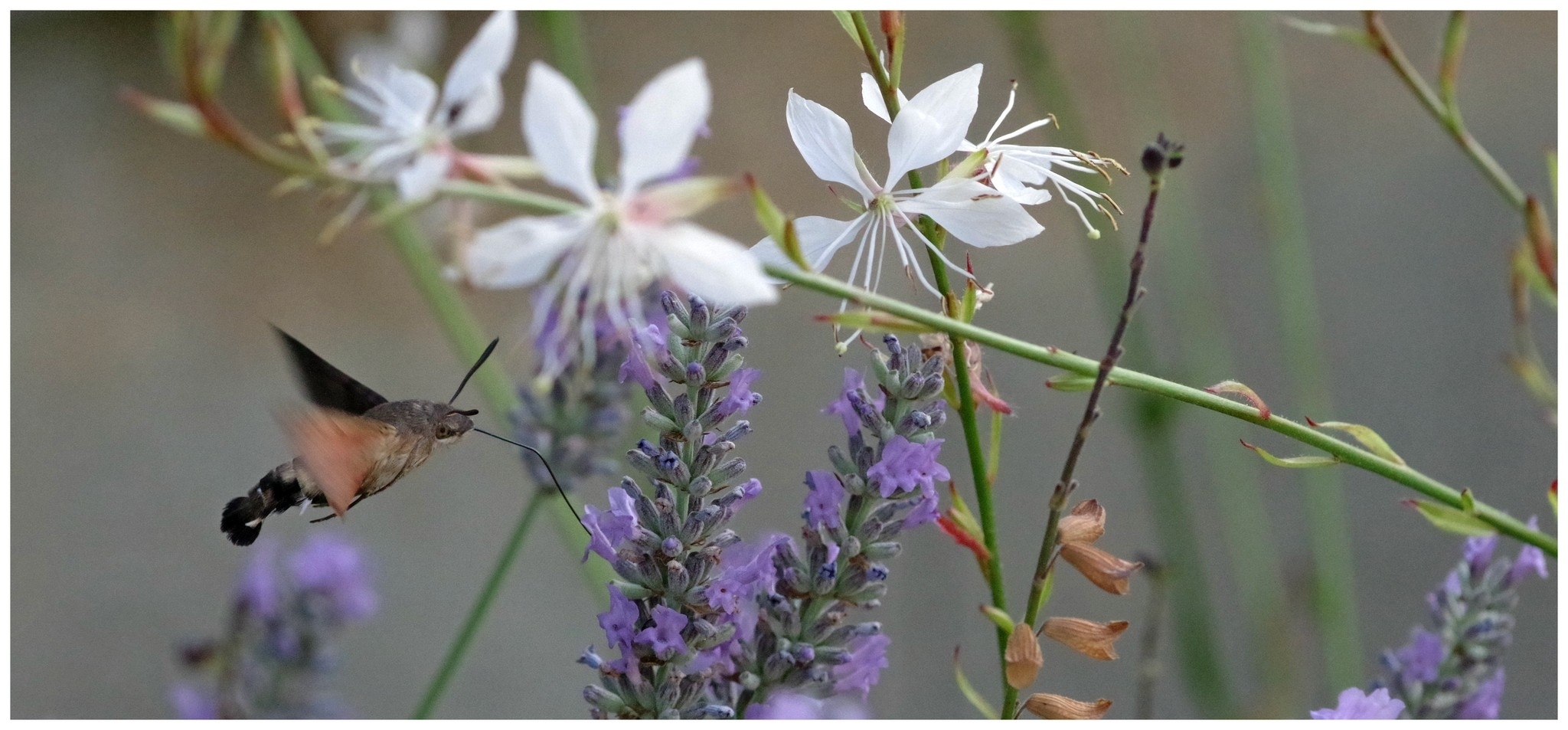 large.260626insectes.jpg.cedc303ed6241fb