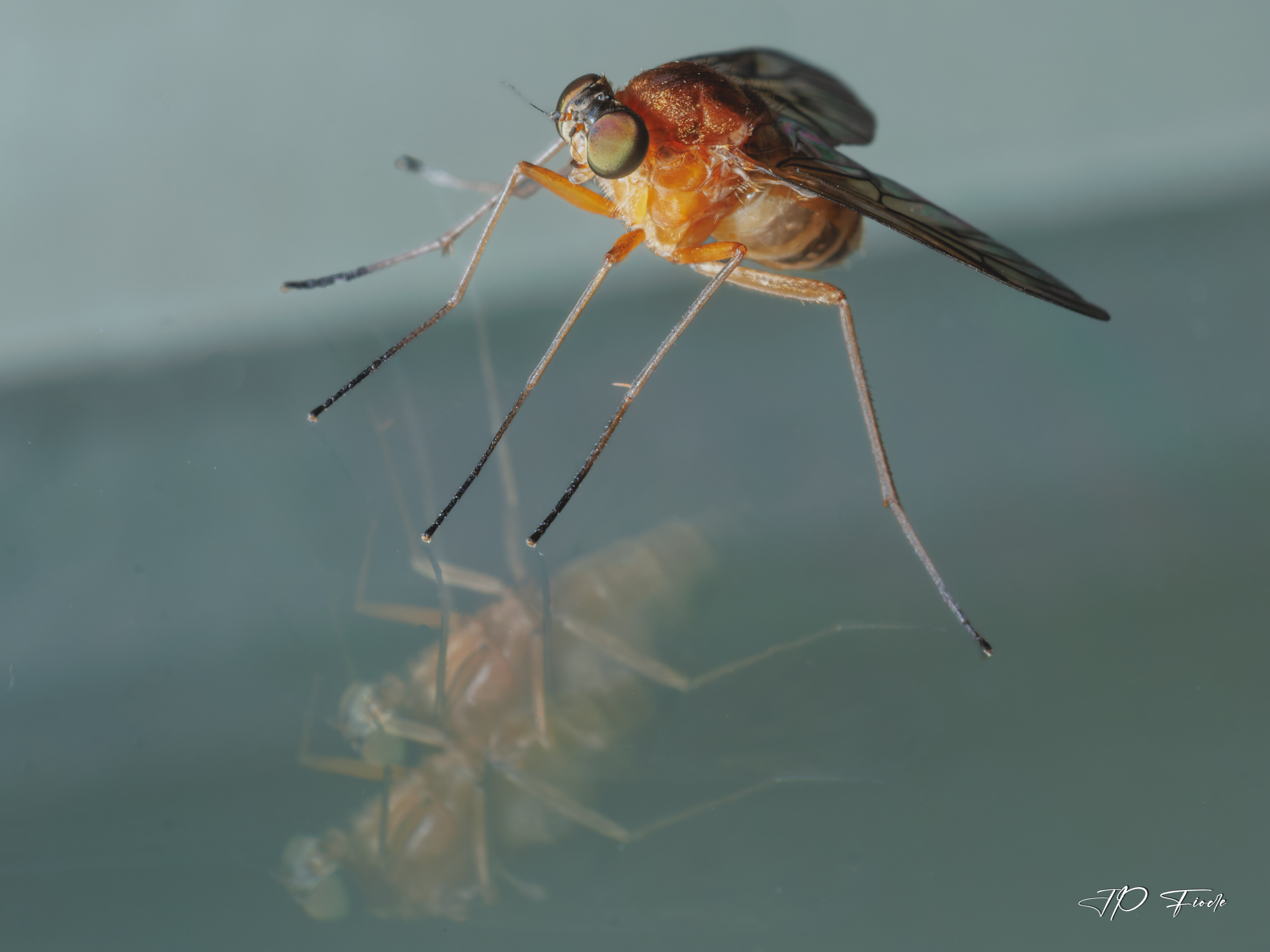 large.Chrysopilus-2.jpg