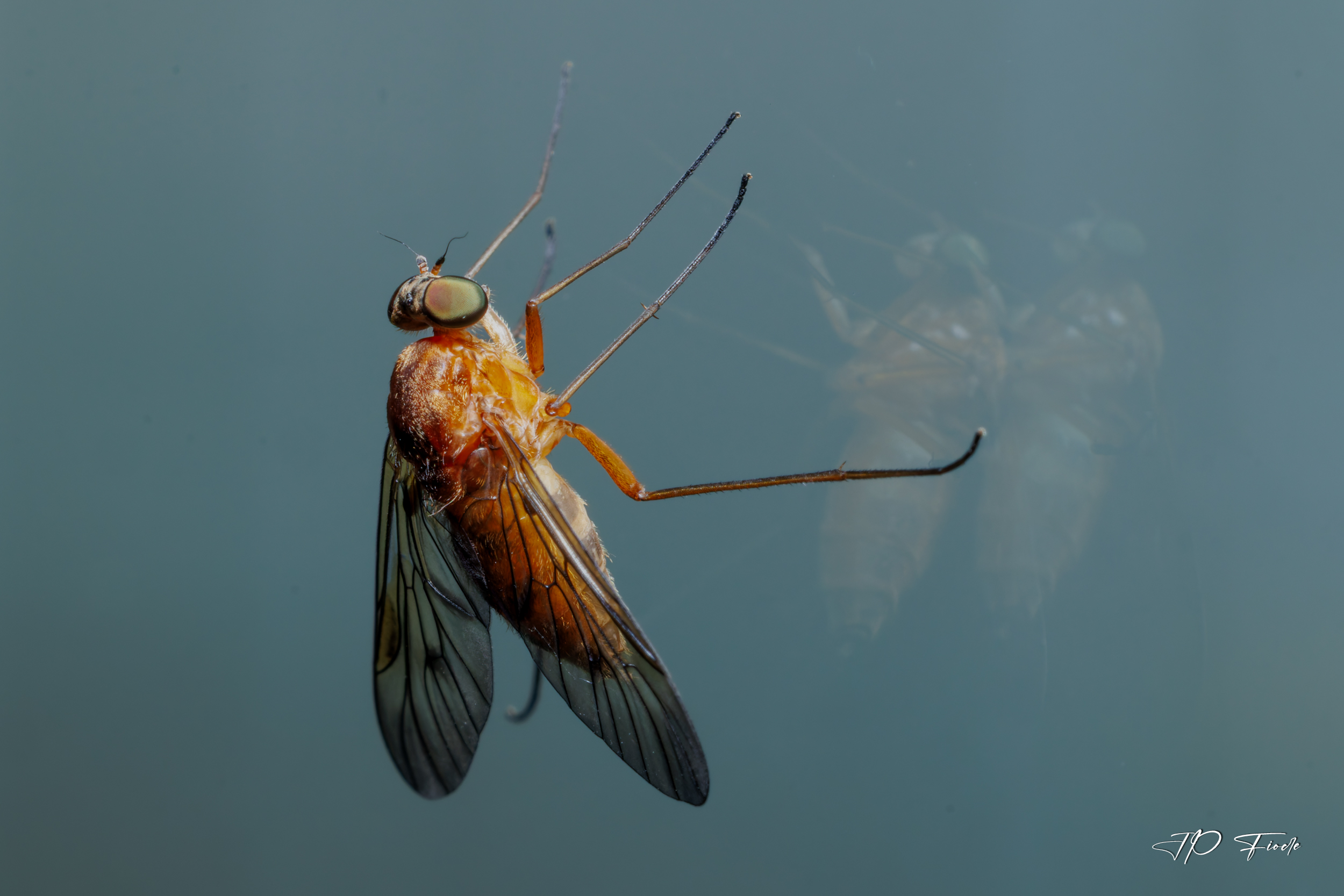 large.Chrysopilus.jpg