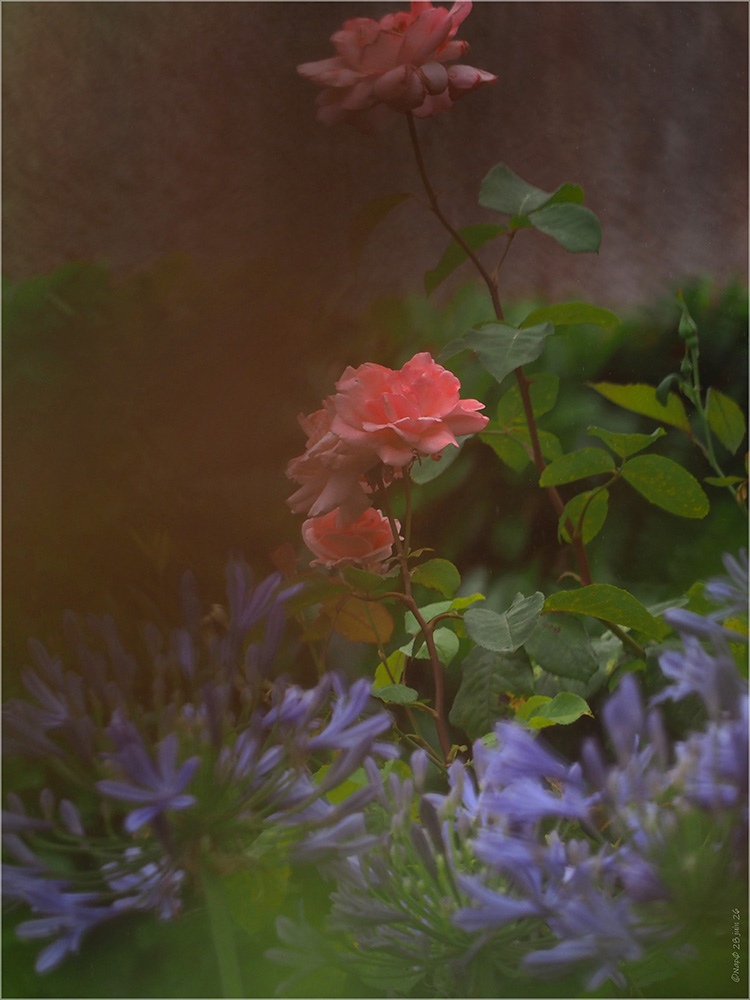 om_127p.jpg