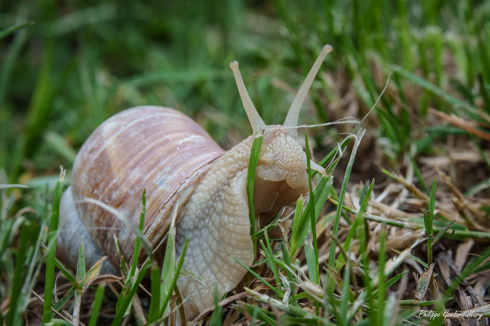 2026_06_03_003_Escargot.jpg