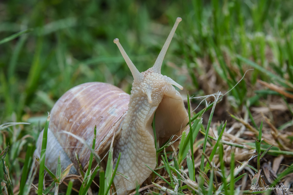 2026_06_03_005_Escargot.jpg