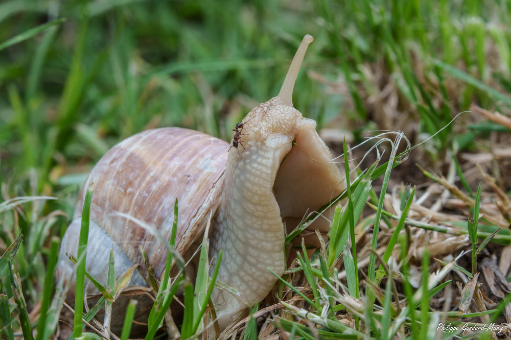 2026_06_03_006_Escargot.jpg