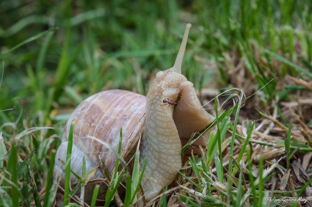 2026_06_03_008_Escargot.jpg