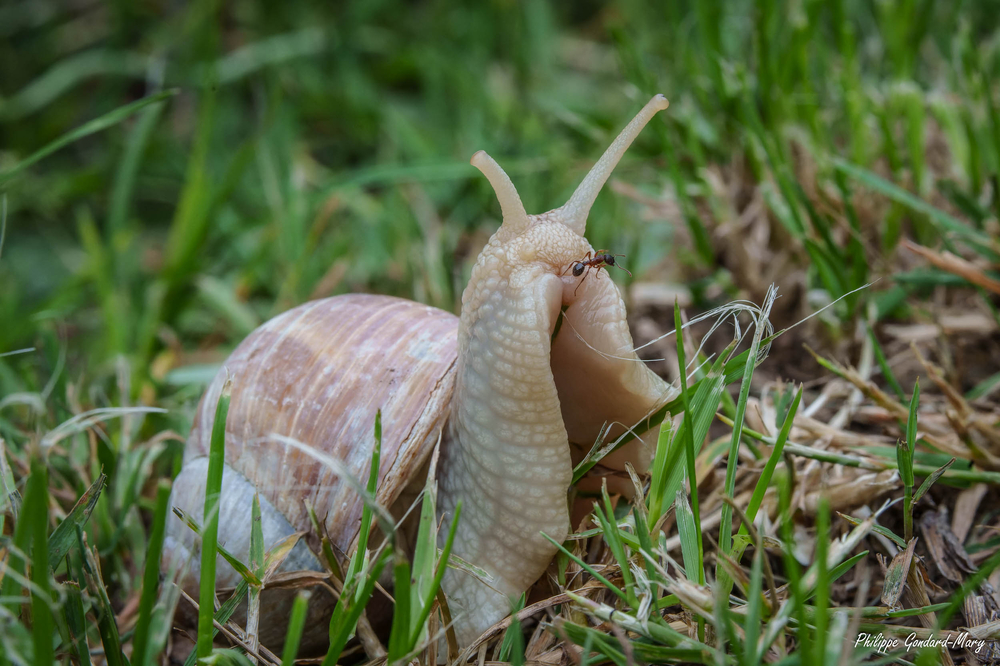 2026_06_03_009_Escargot.jpg