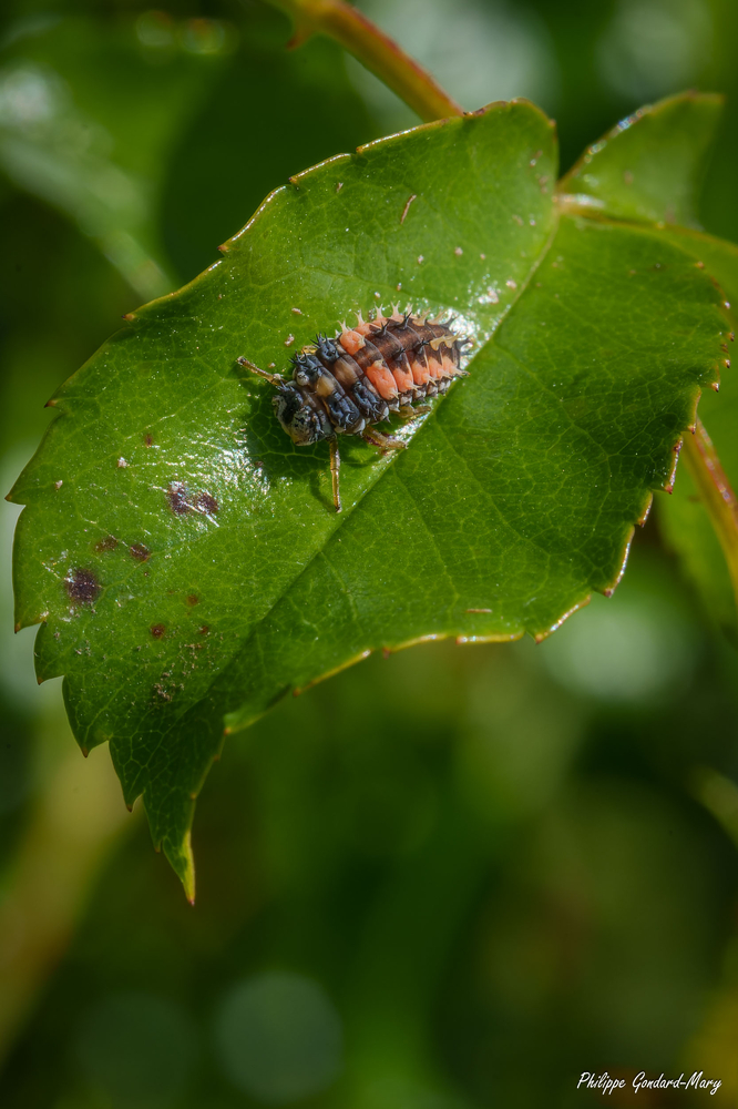2026_06_07_001_Larve_coccinelle.jpg