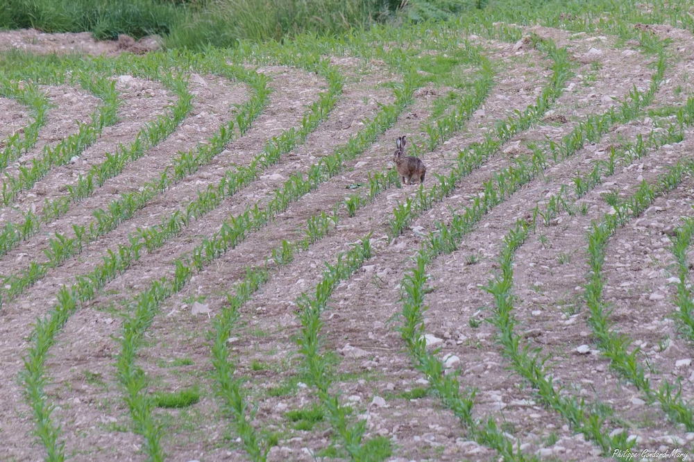 2026_06_11_003_Lièvre.jpg