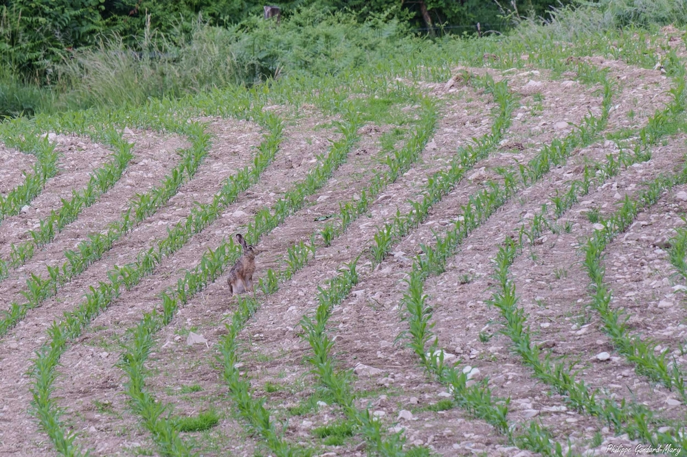 2026_06_11_004_Lièvre.jpg