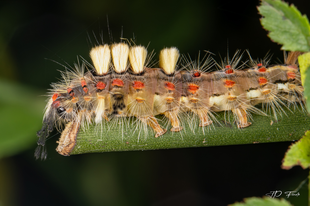 Bombyx antique (Orgyia antiqua).jpg