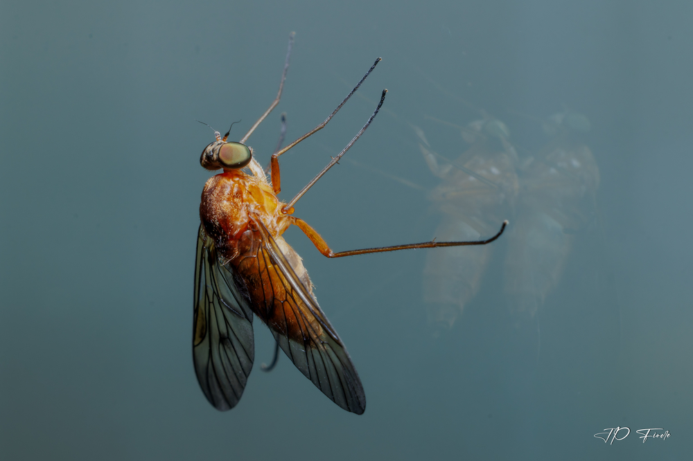 Chrysopilus.jpg