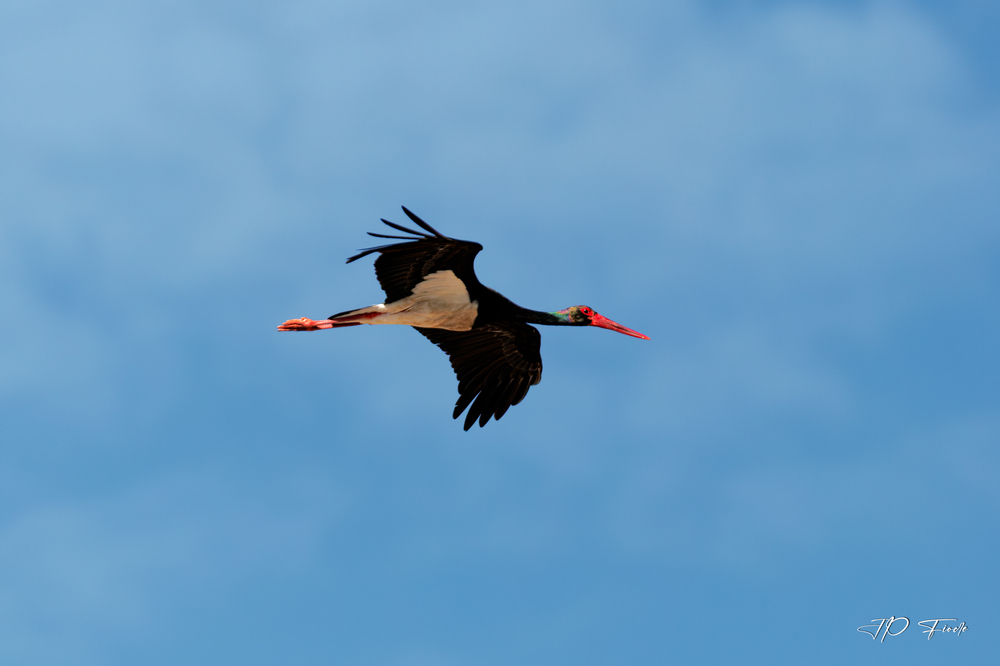 Cigogne noire-2026.06.14-170538.jpg