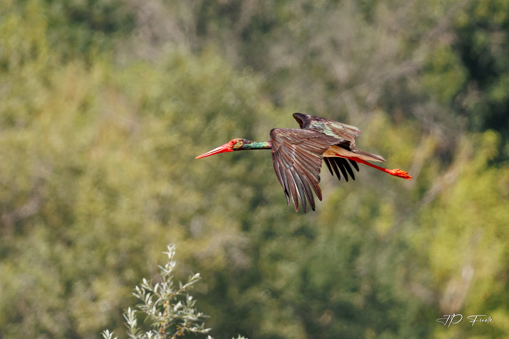 Cigogne noire-2026.06.14-171651.jpg