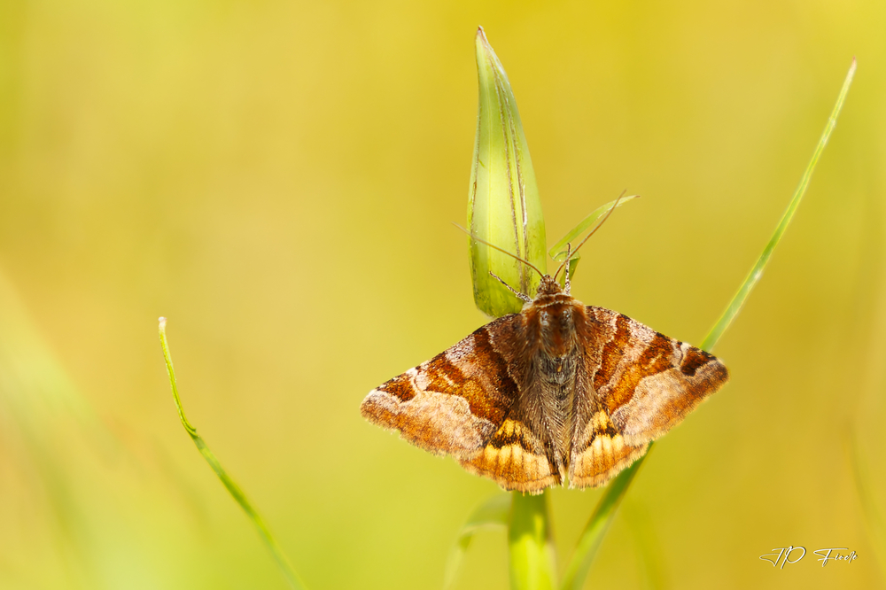 Euclidia glyphica.jpg