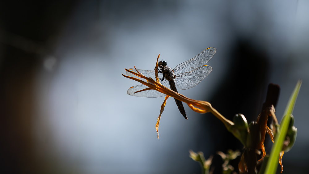 1D0E8785.jpg