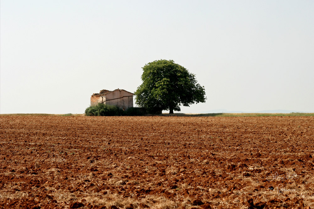 2019 en provence valensole 1.jpg