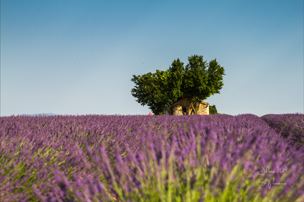 2019 en provence valensole 2.jpg
