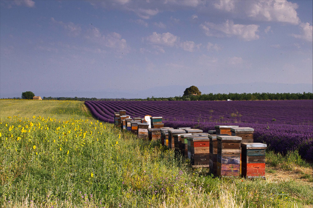 2019 en provence valensole 3.jpg
